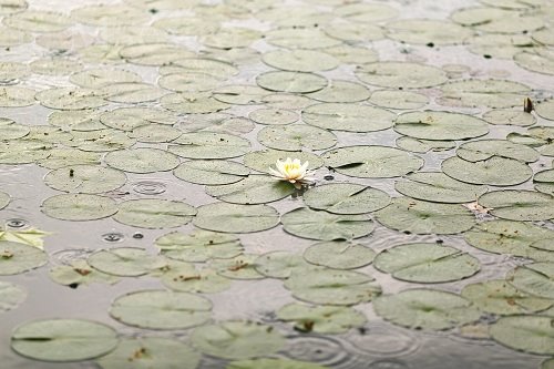 Lake Bled (21)