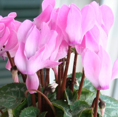 Cyclamen